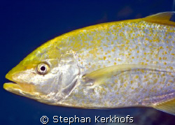 Orangespotted trevally (carangoides bajad) taken with 105mm. by Stephan Kerkhofs 